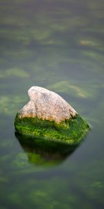 Nature,Mousse,Un Rocher,Eau,Pierre