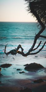 Nature,Branche,Eau,Sable,Mer,Plage