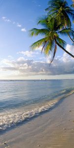 Paisaje,Agua,Palms,Mar,Playa