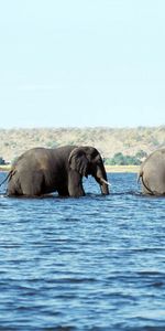 Water,Sea,Stroll,Animals,Elephants