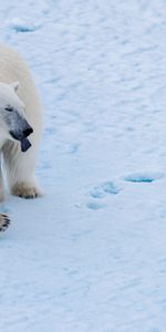 Animales,Agua,Nieve,Oso,Soportar,Depredador,Oso Polar