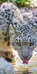 Boire,Animaux,Snow Leopard,Eau