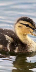 Animales,Agua,Irregular,Manchado,Nadar,Anadón,Patito