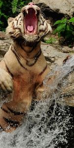 Animales,Agua,Stones,Rociar,Saltar,Rebotar,Sonrisa,Tigre