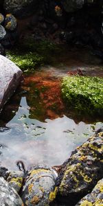 Naturaleza,Agua,Stones,Musgo,Charco,Poroso,Illinois,Cieno