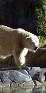 Agua,Stones,Paseo,Reserva,Animales,Oso Polar