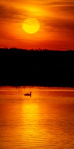 Water,Sunset,Swan,Nature,Sun