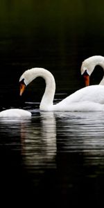 Water,Swans,Reflection,Swim,Animals,To Swim