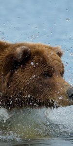 Animales,Agua,Nadar,Oso Pardo,Oso Gris,Oso Café