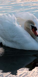 Cygne,Animaux,Nager,Eau,Oiseau