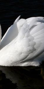 Water,Swim,Swan,Animals,Bird,To Swim,Black Background