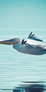 Water,Swimming,Pelican,Animals,Flight