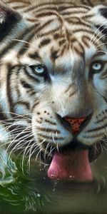 Water,Tiger,Protruding Tongue,Tongue Stuck Out,Art