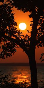 Water,Trees,Branches,Sunset,Glare,Dark