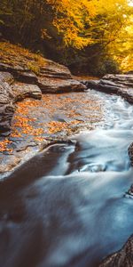 Naturaleza,Árboles,Cala,Arroyo,Hojas Caídas,Follaje Caído,Agua,Otoño