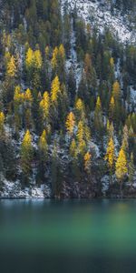 Water,Trees,Lake,Spruce,Fir,Snow Covered,Snowbound,Nature