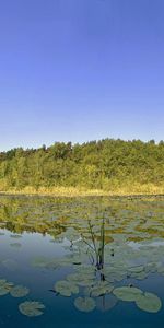 Naturaleza,Agua,Árboles,Hojas,Lago,Dahl,Distancia