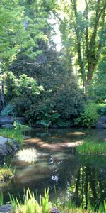 Water,Trees,Light,Shadows,Pond,Shine,Garden,Nature