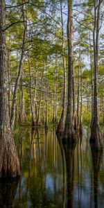 Water,Trees,Reflection,Nature