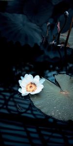 Nénuphar,Planter,Plante,Fleur,Eau,Fleurs