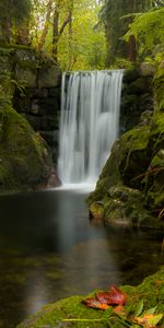 Mousse,Feuilles,Nature,Eau,Cascade,Plantes