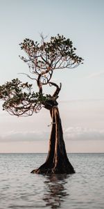 Water,Wood,Tree,Nature