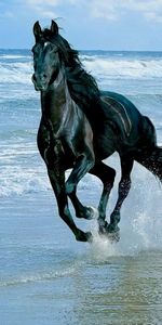 Animales,Caballos,Ondas,Mar