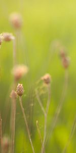 Web,Blur,Herbs,Herbage,Nature,Field