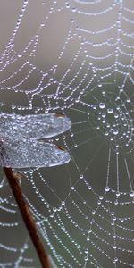 Web,Dragonfly,Drops,Macro,Ice