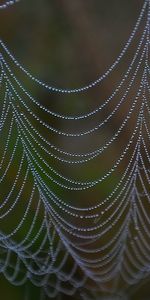 Web,Drops,Background