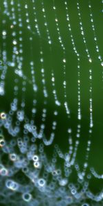 Web,Drops,Macro,Red,Rocío,Neto