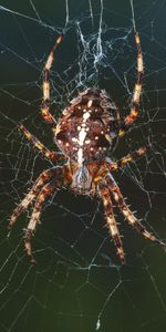 Animales,Web,Insecto,Patas,Araña