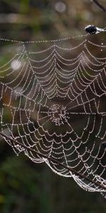 Web,Landscape