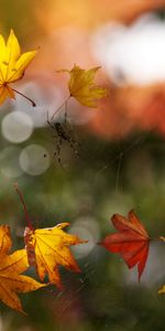 Macro,Bokeh,Boquet,Araña,Otoño,Web,Follaje