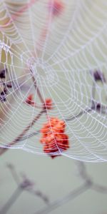 Web,Macro,Branches,Drops,Wet