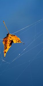 Web,Macro,Close Up,Sheet,Fallen,Autumn,Leaf