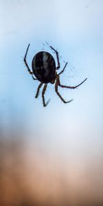 Web,Macro,De Cerca,Primer Plano,Araña