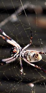 Web,Macro,Insect,Spider