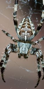 Web,Macro,Legs,Insect,Small,Spider