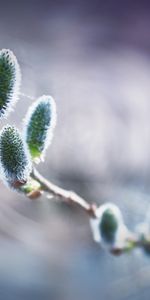 Web,Macro,Pussy Willow,Verba