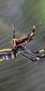 Macro,Web,Araignée