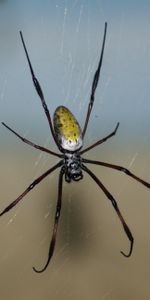 Web,Macro,Spider,Background