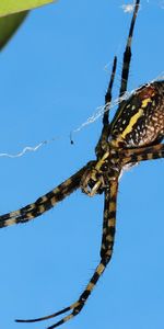 Macro,Les Épines,Piquants,Araignée,Web