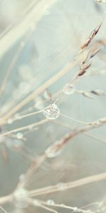 Web,Plant,Macro,Light,Light Coloured,Dandelion,Seeds,Seed