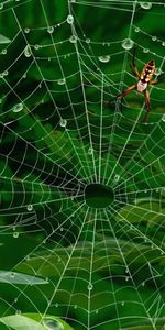 Web,Spiders,Insects,Pictures