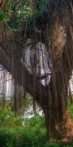 Web,Wood,Tree,Branches,Branch,Greens,Nature