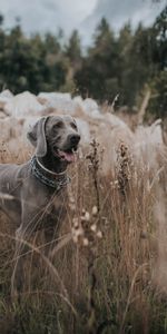 Perro,Paseo,Weimaraner,Animales,Hierba,Braco De Weimar