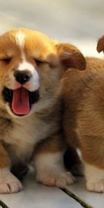 Welsh Corgi,Pembroke,Animals,Dogs,Puppies,Background