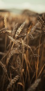 Wheat,Nature,Grass,Field,Ears,Dry,Spikes