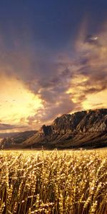 Wheat,People,Mountains,Landscape,Fields,Men